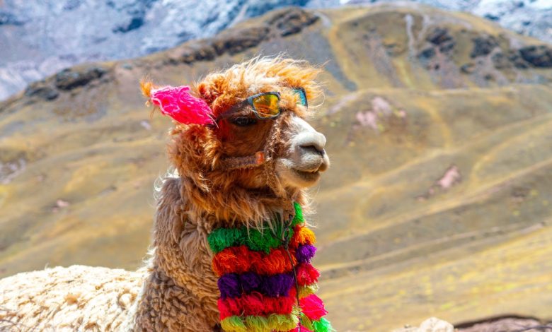 Alpaca capta US$ 52M para expandir API fintech