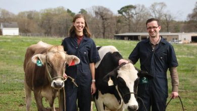 Hoofprint Biome melhora nutrição bovina e reduz metano em cleantech carbono-zero