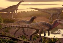 New Herrerasaurian Dinosaur Species Identified in India