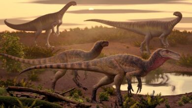 New Herrerasaurian Dinosaur Species Identified in India