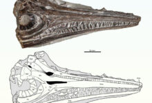 Gadusaurus aqualigneus. Image credit: Pratas e Sousa et al., doi: 10.4202/app.01199.2024.