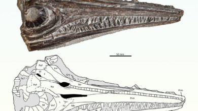 Gadusaurus aqualigneus. Image credit: Pratas e Sousa et al., doi: 10.4202/app.01199.2024.