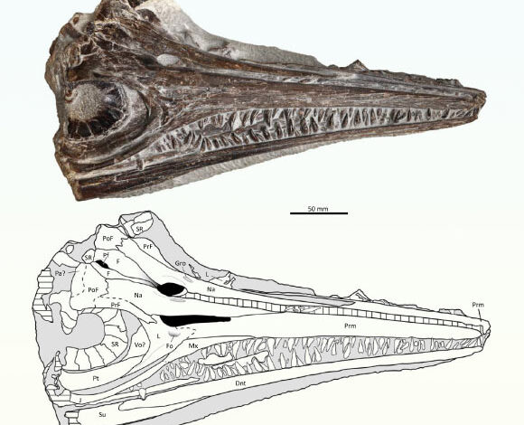 Gadusaurus aqualigneus. Image credit: Pratas e Sousa et al., doi: 10.4202/app.01199.2024.
