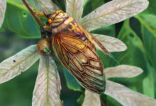 New Species of Fossil Singing Cicada Found in Germany