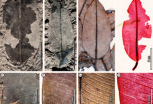 Leaf architecture of fossil (A, B, E) and comparable living (C, D, F-H) Dryobalanops species. Image credit: Wang et al., doi: 10.1002/ajb2.70036.
