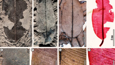 Leaf architecture of fossil (A, B, E) and comparable living (C, D, F-H) Dryobalanops species. Image credit: Wang et al., doi: 10.1002/ajb2.70036.