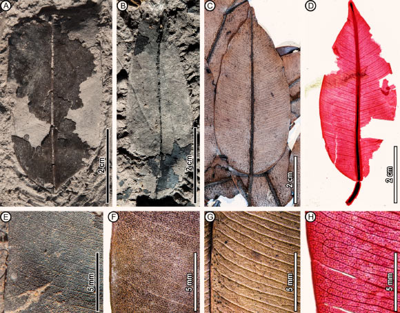 Leaf architecture of fossil (A, B, E) and comparable living (C, D, F-H) Dryobalanops species. Image credit: Wang et al., doi: 10.1002/ajb2.70036.