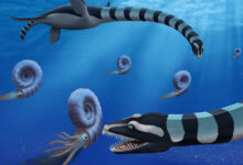 Paleontologists Identify Strange New Species of Elasmosaur: Traskasaura sandrae