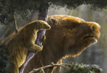 Ancient sloths lived in trees, on mountains, in deserts, boreal forests and open savannahs; these differences in habitat are primarily what drove the wide difference in size between sloth species. Image credit: Diego Barletta.