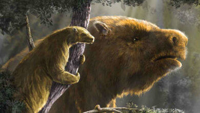 Ancient sloths lived in trees, on mountains, in deserts, boreal forests and open savannahs; these differences in habitat are primarily what drove the wide difference in size between sloth species. Image credit: Diego Barletta.