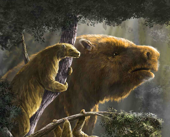 Ancient sloths lived in trees, on mountains, in deserts, boreal forests and open savannahs; these differences in habitat are primarily what drove the wide difference in size between sloth species. Image credit: Diego Barletta.