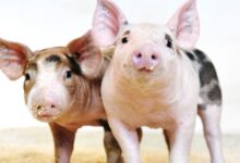 CRISPR aprovado pelo FDA para produção de carne suína genéticamente editada