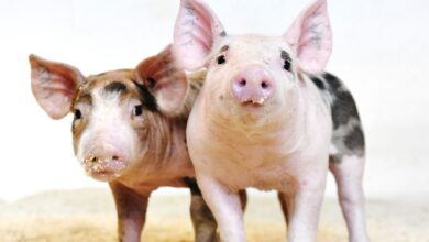 CRISPR aprovado pelo FDA para produção de carne suína genéticamente editada