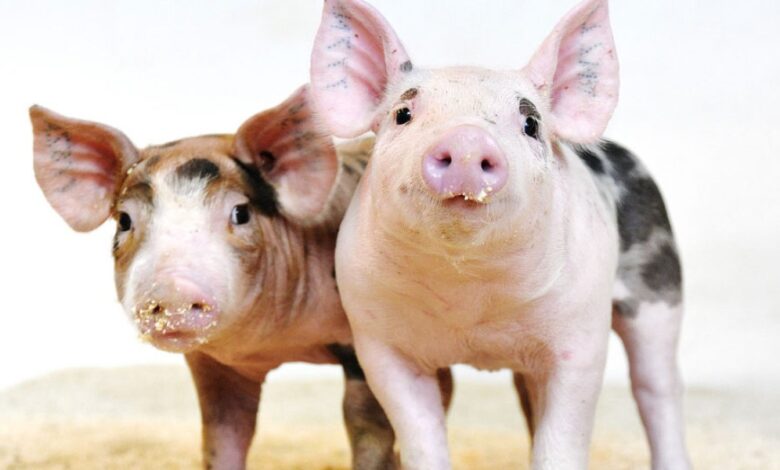 CRISPR aprovado pelo FDA para produção de carne suína genéticamente editada