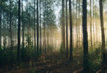 Random Forest define número de árvores em modelagem