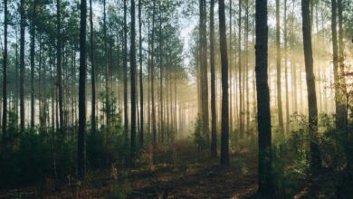 Random Forest define número de árvores em modelagem