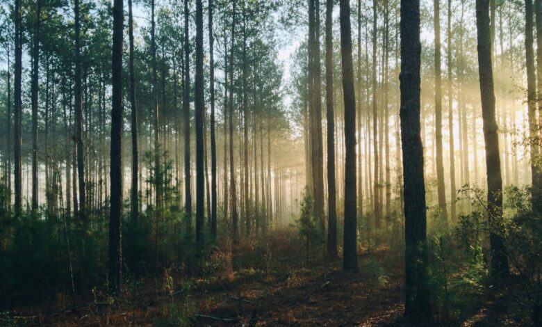 Random Forest define número de árvores em modelagem