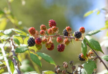 Blackberries. Image credit: Lin Animalart.