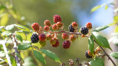 Blackberries. Image credit: Lin Animalart.
