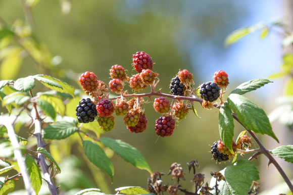 Blackberries. Image credit: Lin Animalart.