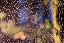 Venom Spider lança ataque phishing contra gestores de RH