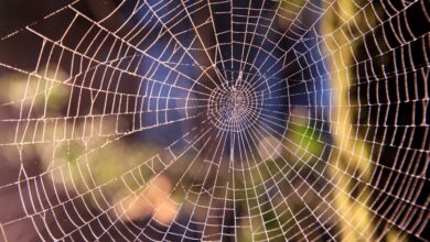 Venom Spider lança ataque phishing contra gestores de RH