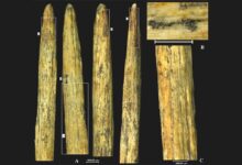 Descoberta de ponta de lança de osso neandertal na Rússia é a mais antiga da Europa