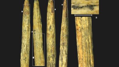 Descoberta de ponta de lança de osso neandertal na Rússia é a mais antiga da Europa