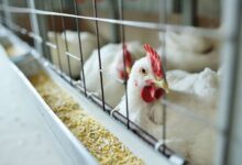 Argentina suspende importações de aves do Brasil e pressiona mercado