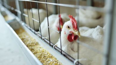 Argentina suspende importações de aves do Brasil e pressiona mercado