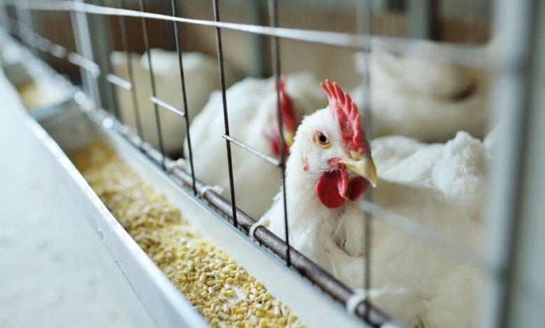 Argentina suspende importações de aves do Brasil e pressiona mercado
