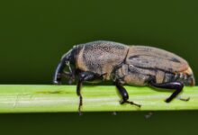 Billbug amplia ataque de espionagem cibernética no Sudeste Asiático
