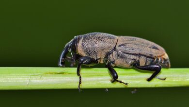 Billbug amplia ataque de espionagem cibernética no Sudeste Asiático