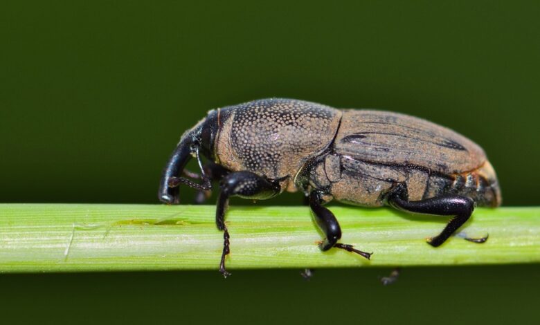 Billbug amplia ataque de espionagem cibernética no Sudeste Asiático