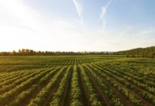 Presidente da CNA vê acordo EUA-China e pede cautela no mercado agro