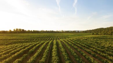 Presidente da CNA vê acordo EUA-China e pede cautela no mercado agro