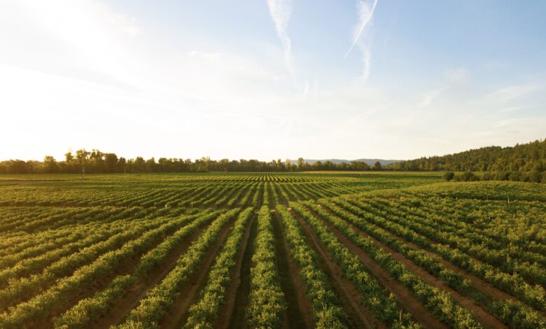 Presidente da CNA vê acordo EUA-China e pede cautela no mercado agro