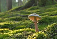 iNaturalist auxilia em estudo forense de caso com cogumelos