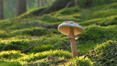 iNaturalist auxilia em estudo forense de caso com cogumelos