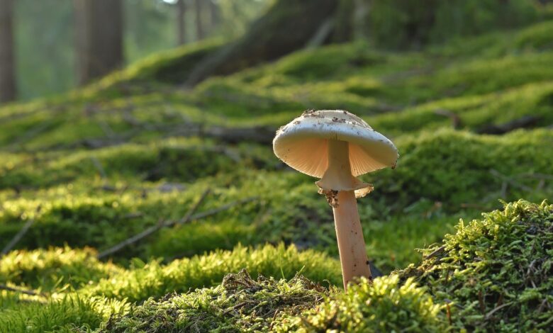 iNaturalist auxilia em estudo forense de caso com cogumelos