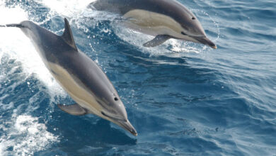 NASA decifra linguagem dos golfinhos para explorar ET
