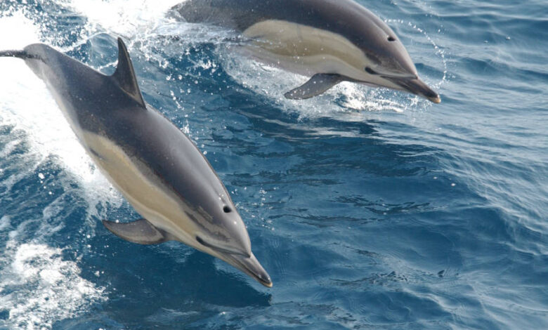 NASA decifra linguagem dos golfinhos para explorar ET