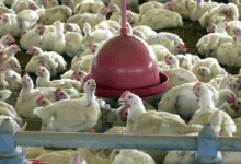 Chile e Uruguai suspendem compra de frango do Brasil