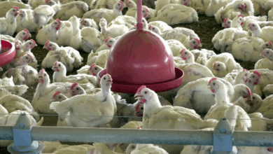 Chile e Uruguai suspendem compra de frango do Brasil