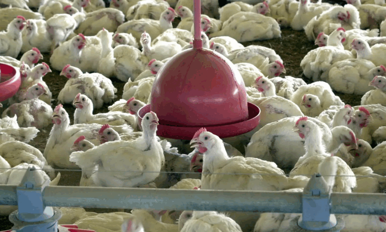Chile e Uruguai suspendem compra de frango do Brasil