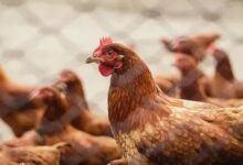Coreia do Sul, Canadá e África do Sul suspendem frango do Brasil