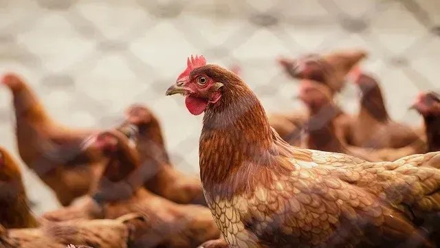 Coreia do Sul, Canadá e África do Sul suspendem frango do Brasil