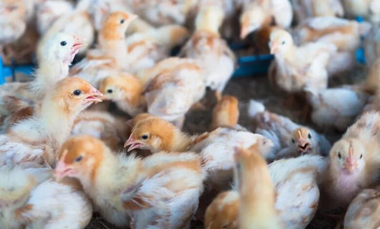 Governador do RS reforça governo com protocolos contra gripe aviária