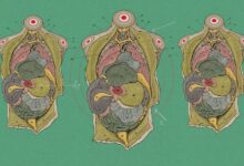 Organos disponíveis em corpos humanos vivos impulsionam avanços em biomanufatura