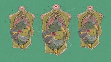Organos disponíveis em corpos humanos vivos impulsionam avanços em biomanufatura